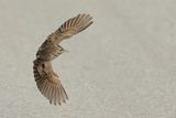 Crested Lark (Galerida cristata)