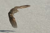 Crested Lark (Galerida cristata)