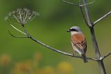 Red-backed Shrike (Lanius collurio)