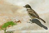 Sombre Tit (Poecile lugubris)