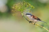 Red-backed Shrike (Lanius collurio)