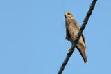 Common Buzzard (Buteo buteo) 