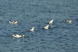 Pied avocet (Recurvirostra avosetta) 