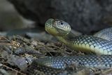 Caspian Whip Snake - (Dolichopis caspius)