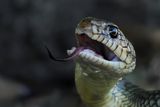 Caspian Whip Snake - (Dolichopis caspius)