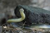 Caspian Whip Snake - (Dolichopis caspius)