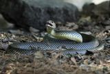 Caspian Whip Snake - (Dolichopis caspius)