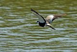 Spur-winged Plover (Vanellus spinosus)