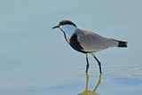 Spur-winged Plover (Vanellus spinosus)