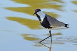 Spur-winged Plover (Vanellus spinosus)