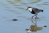 Spur-winged Plover (Vanellus spinosus)