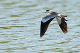Spur-winged Plover (Vanellus spinosus)