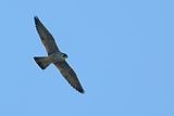 Peregrine Falcon (Falco peregrinus)