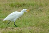 Cattle Egret (Bubulcus ibis)