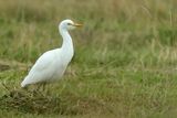 Cattle Egret (Bubulcus ibis)
