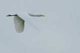 Cattle Egret (Bubulcus ibis)