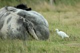Cattle Egret (Bubulcus ibis)