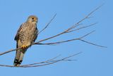 Common Kestrel (Falco tinnunculus) 