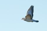 Stock Dove (Columba oenas)