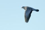 Stock Dove (Columba oenas)