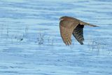 Eurasian Sparrowhawk (Accipiter nisus) 