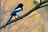 Eurasian Magpie  (Pica pica)