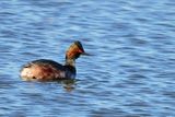 Black-necked Grebe (Podiceps nigricollis)