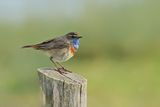 Bluethroat (Luscinia svecica)