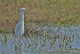 Cattle Egret (Bubulcus ibis)