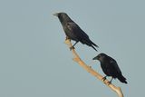 Carrion crow (Corvus corone) 