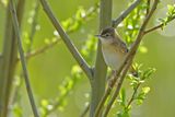 Zitting Cisticola - (Cisticola juncidis)