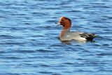 Eurasian Wigeon (Anas penelope)