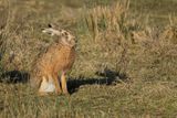 European hare (Lepus europaeus)
