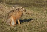 European hare (Lepus europaeus)