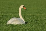 Mute swan (Cygnus olor)