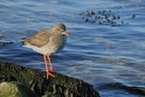 Redshank (Tringa totanus)