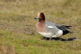 Eurasian Wigeon (Anas penelope)