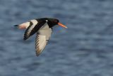 Eurasian Oystercatcher (Haematopus ostralegus)