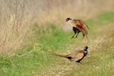 Common Pheasant (Phasianus colchicus) 