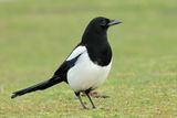 Eurasian Magpie  (Pica pica)