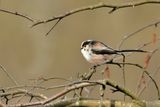 Long-tailed Tit (Aegithalos caudatus)