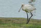 Eurasian Spoonbill (Platalea leucorodia)