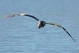 Grey Heron (Ardea cinerea)