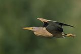 Little Bittern (Ixobrychus minutus)