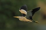 Little Bittern (Ixobrychus minutus)
