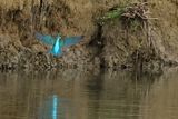 Common Kingfisher (Alcedo atthis)  