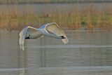 Mute swan (Cygnus olor)