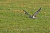 Curlew (Numenius arquata)