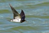 Barn Swallow (Hirundo rustica)