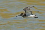 Broad-billed Sandpiper (Limicola falcinellus)	